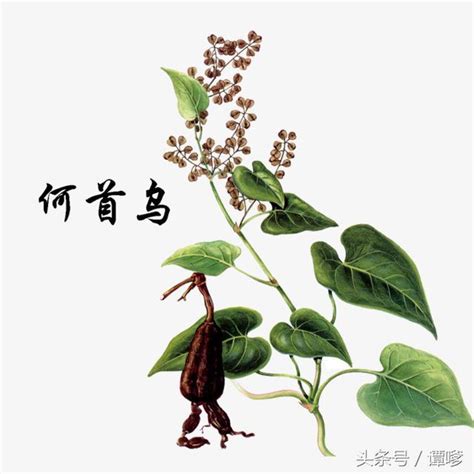 人參何首烏功效|何首烏什麼人不能吃？養生補品何首烏的功效與副作用 – 樂語雅閣